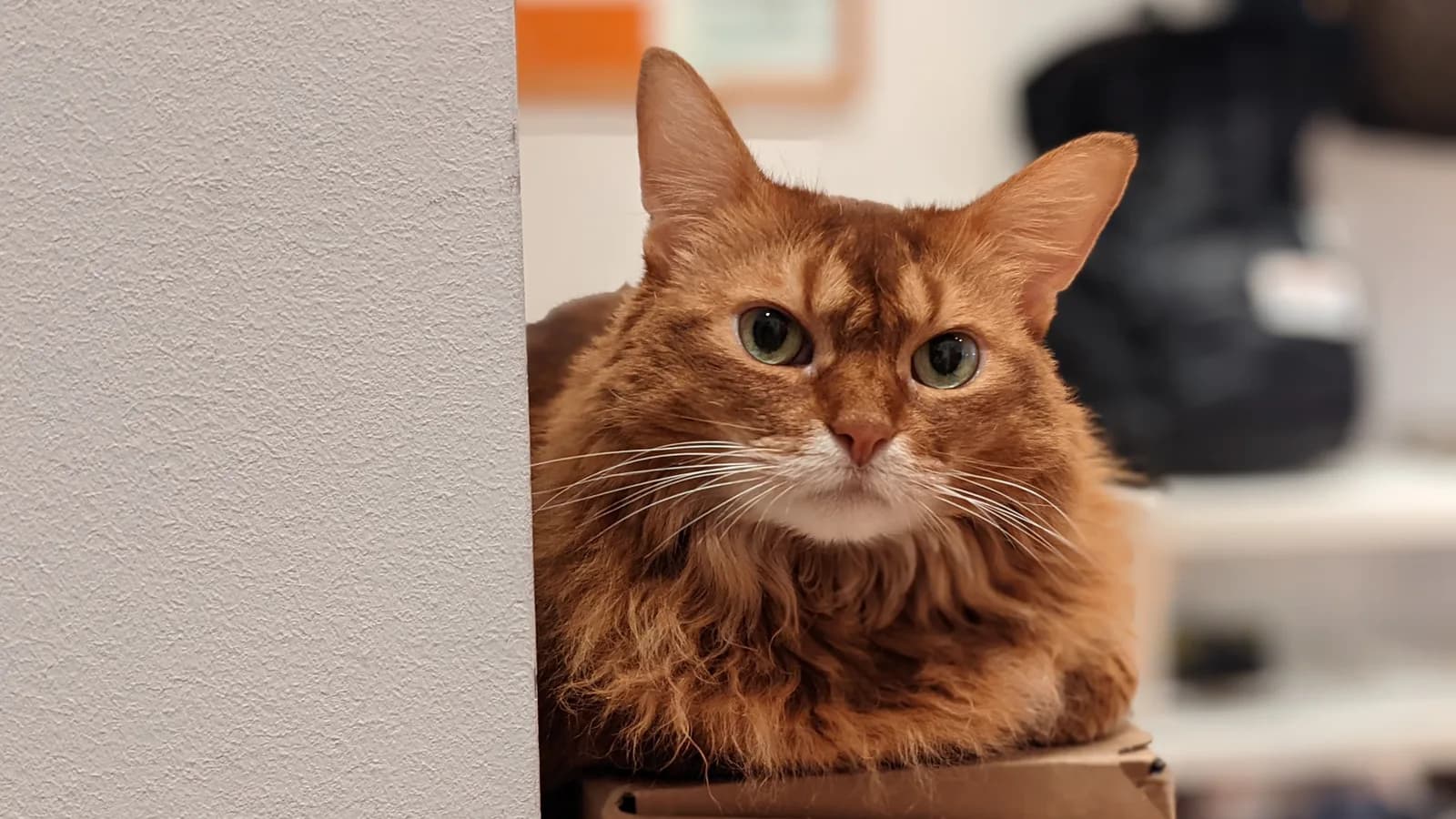 Sorrel Somali with the full ruff perched on a cardboard box, the coat the US market prices from $1,600