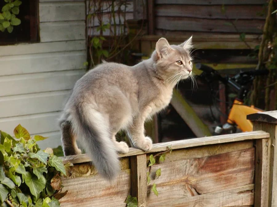 Blue ticked Somali cat with a fluffy tail, walking along a wooden garden fence