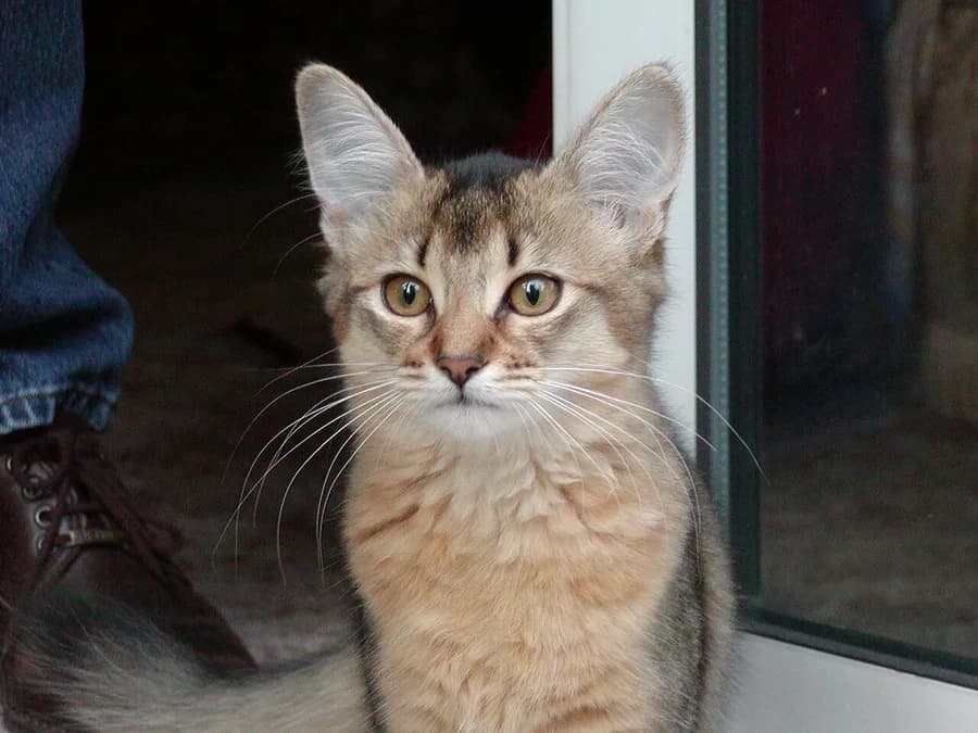 Ticked coat Somali kitten close up, large ears and amber eyes, indoors