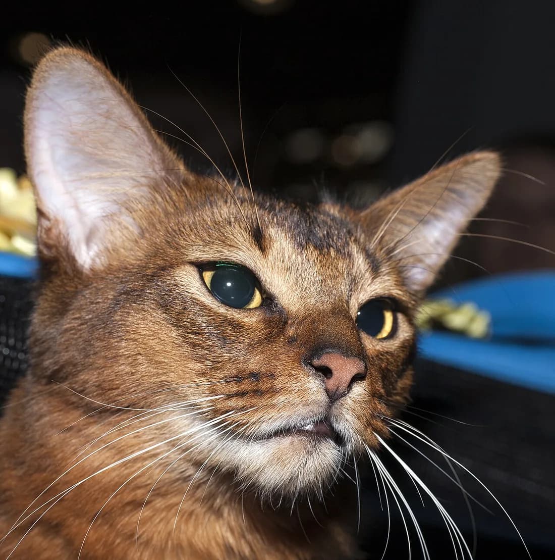 Close-up of a ruddy Somali cat's face, ticked orange coat and large alert lynx-tipped ears