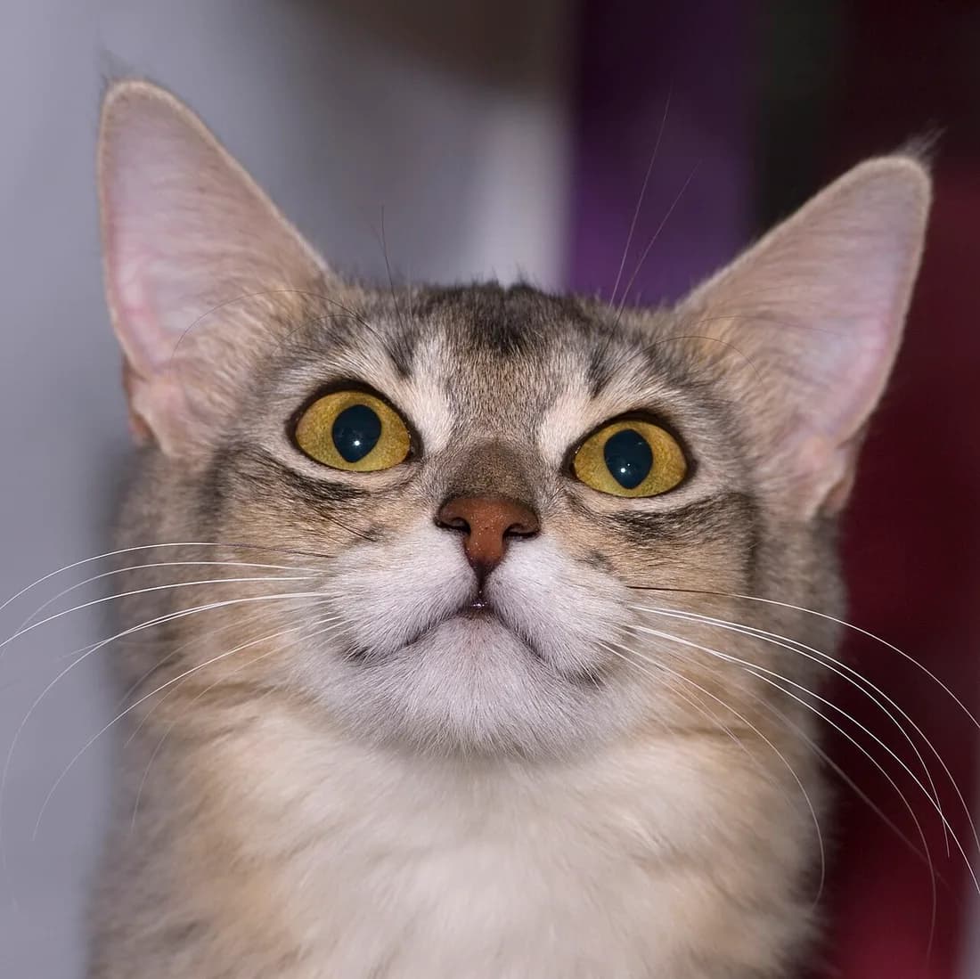 Ruddy Somali cat looking upward, tufted ears and warm gold eyes