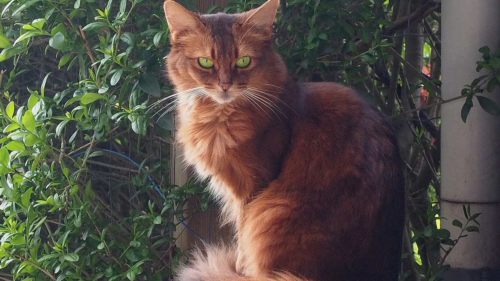Ruddy Somali cat with green eyes and a fluffy ruff, sitting among green shrubs