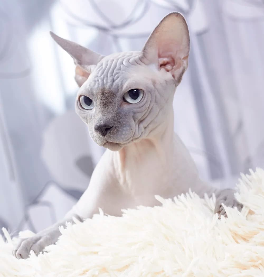 Pale Sphynx sitting upright, the suede skin texture visible across the chest