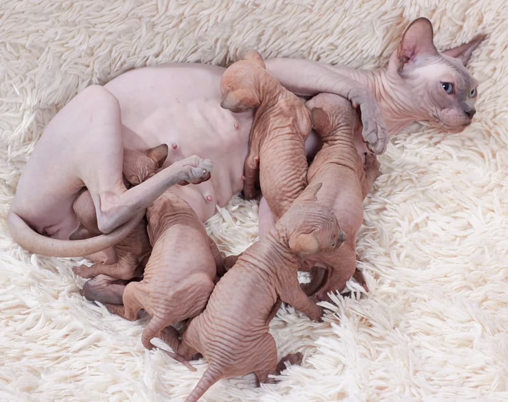 Two Sphynx kittens pressed together, wrinkles doubled