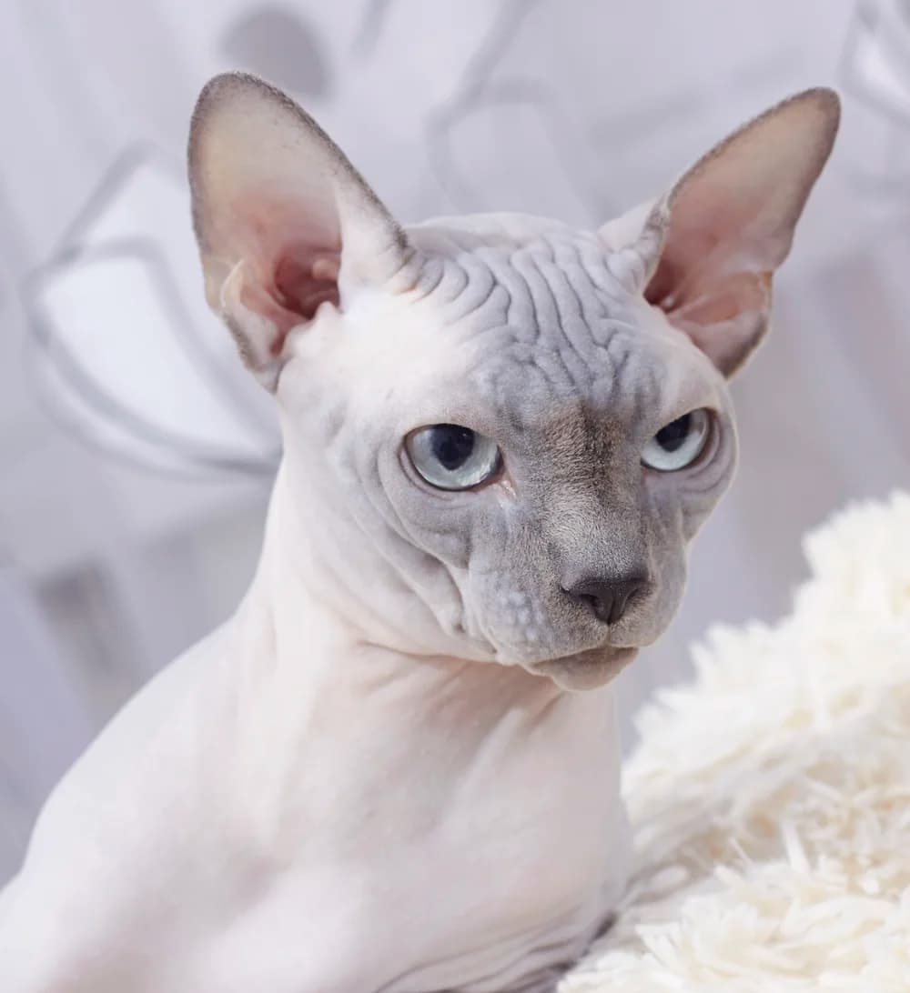 Sphynx curled with its tail wrapped, warm skin folds catching the light