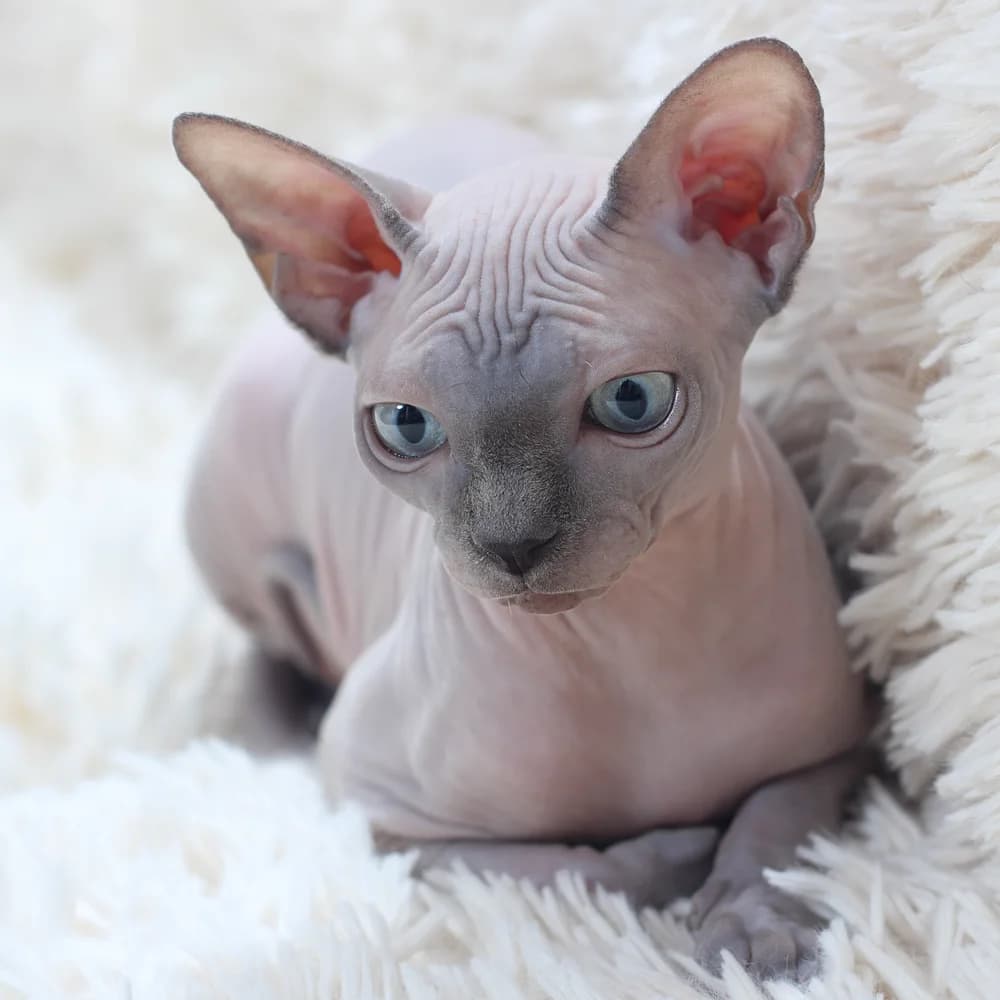 Studio portrait of a Sphynx facing the camera, lemon-shaped eyes level