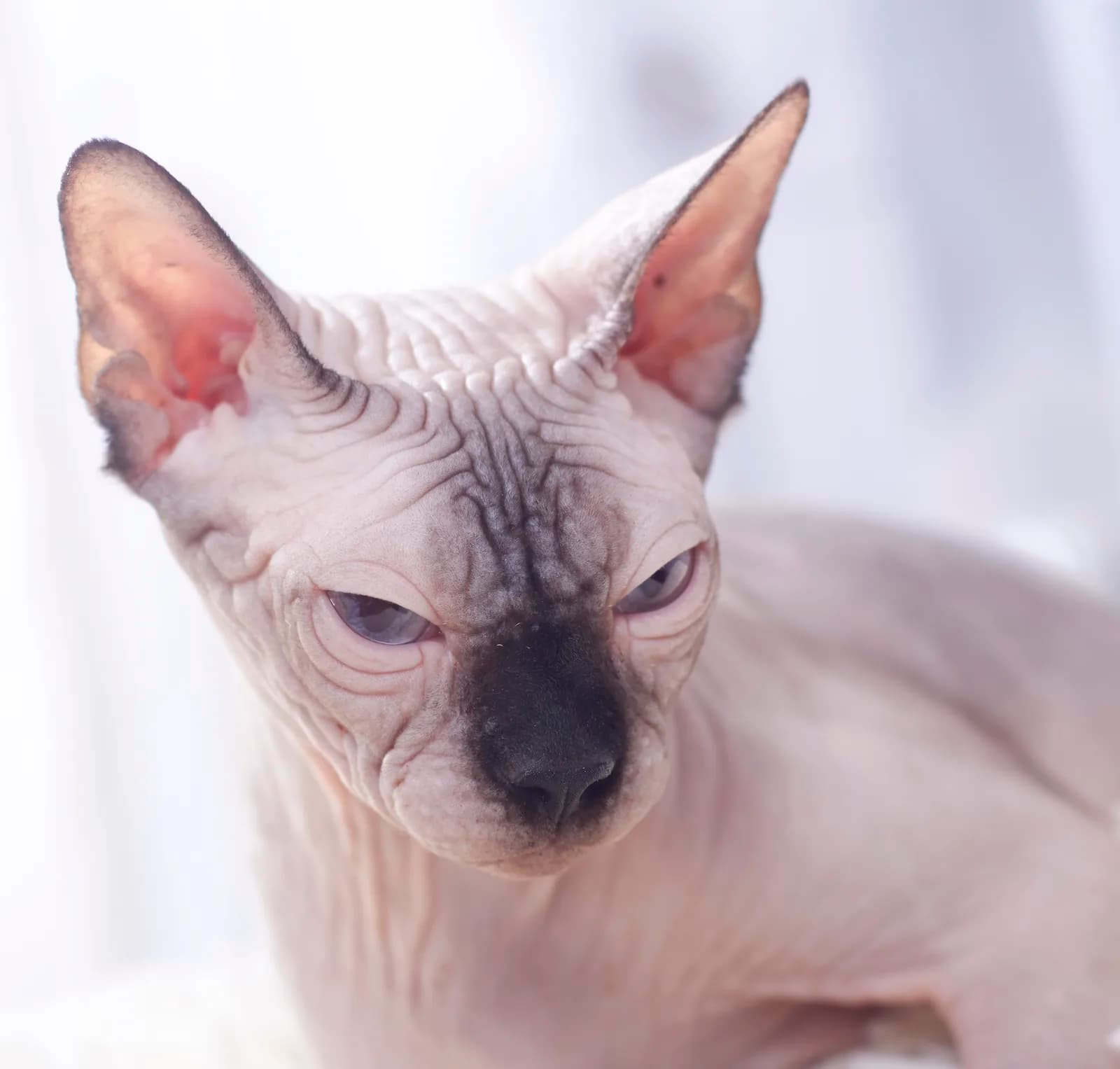 Sphynx cat close up, wrinkled forehead and wide lemon eyes