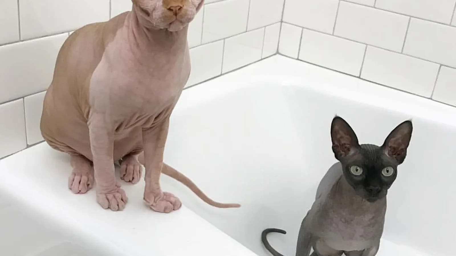 Two Sphynx cats in a bathtub, the bath routine that replaces brushing in this breed