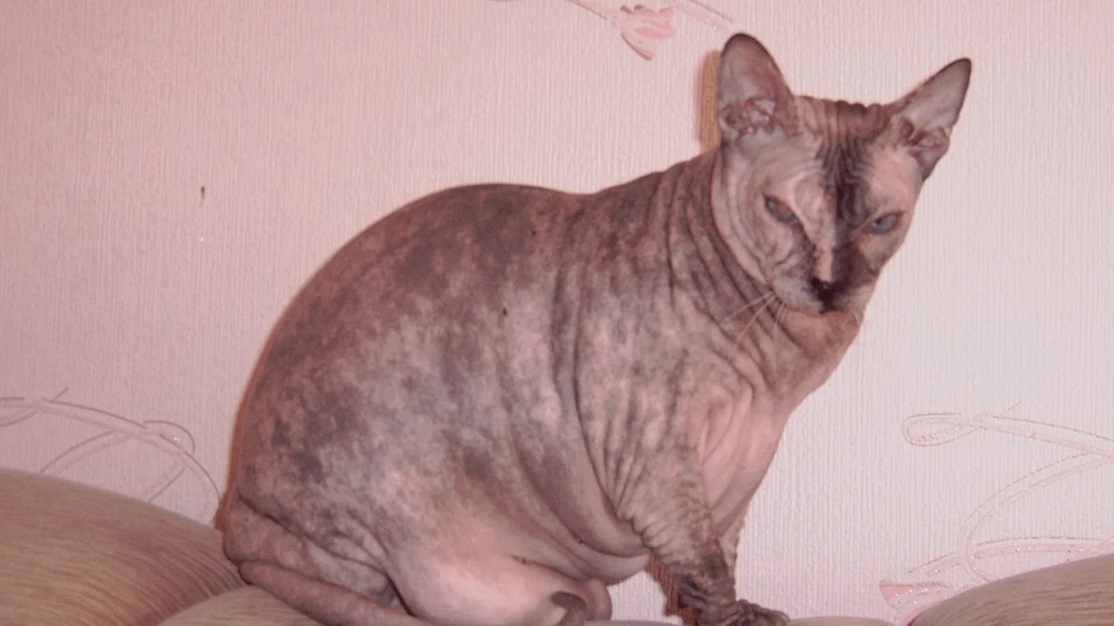 Donskoy cat, the Russian hairless breed whose dominant gene is unrelated to the Sphynx's