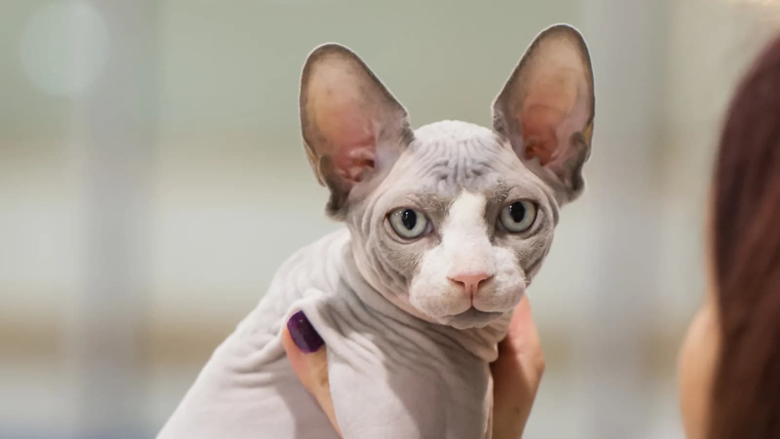 Blue and white Sphynx held in its owner's hands, the skin contact allergy sufferers ask about