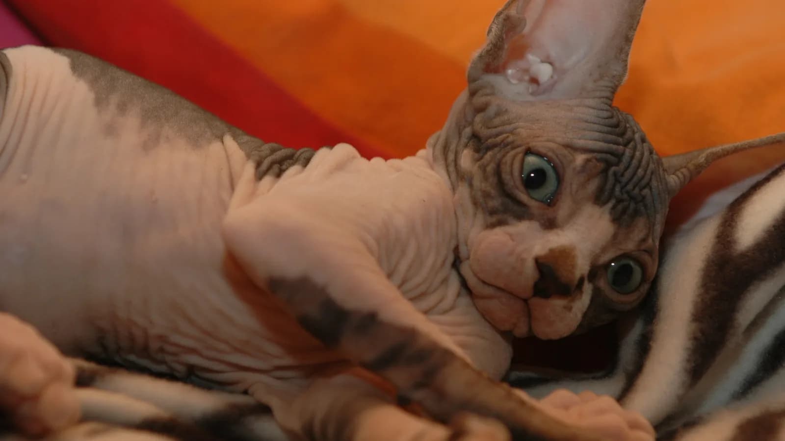 Sphynx kitten looking up at the camera, the age most buyers are pricing