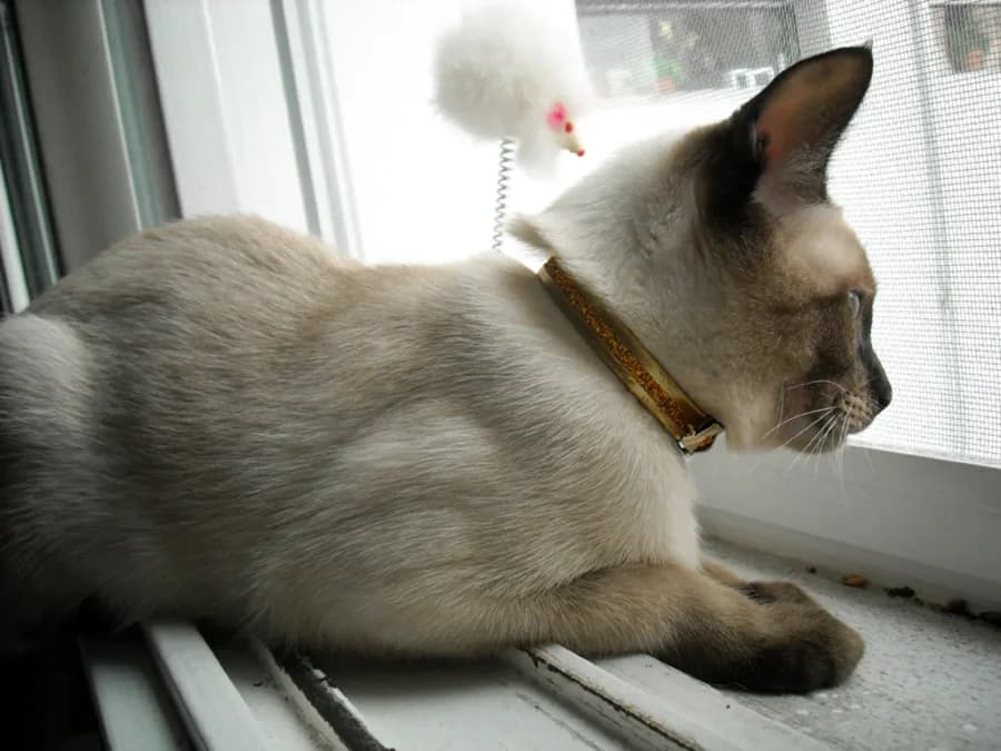 Seal point Thai cat lying on a windowsill, watching a toy mouse near the window