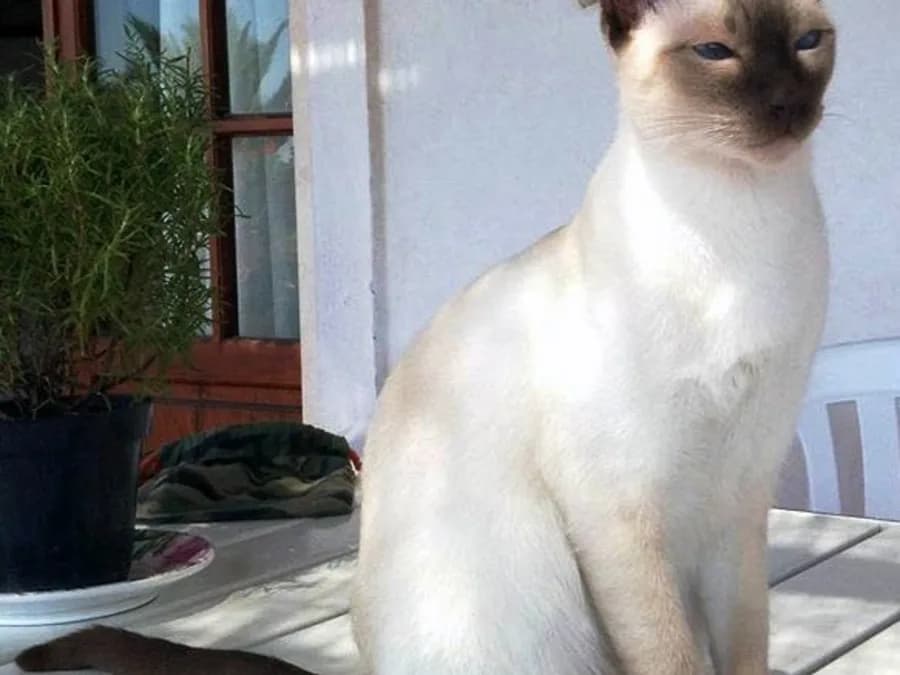 Seal point Thai cat sitting on an outdoor table beside a potted plant