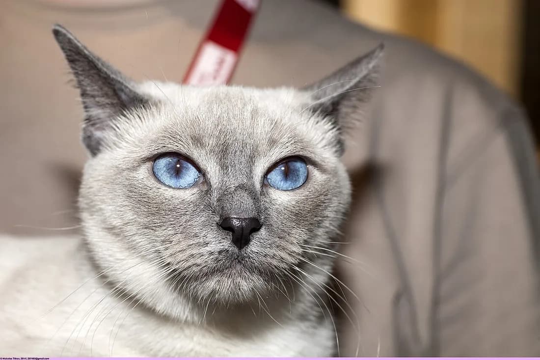 Blue point Thai cat close up, bright blue eyes and large ears