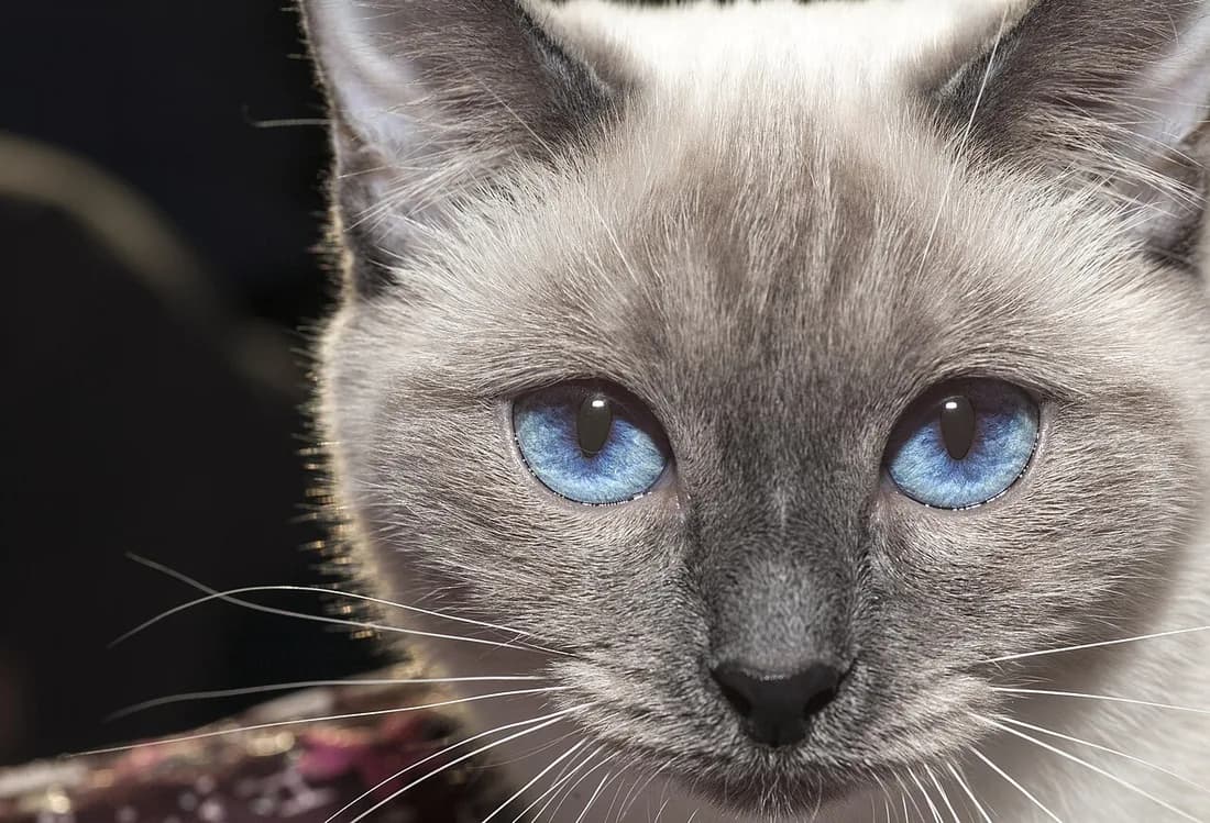 Extreme close-up of a blue point Thai cat's face, intense blue eyes on the camera