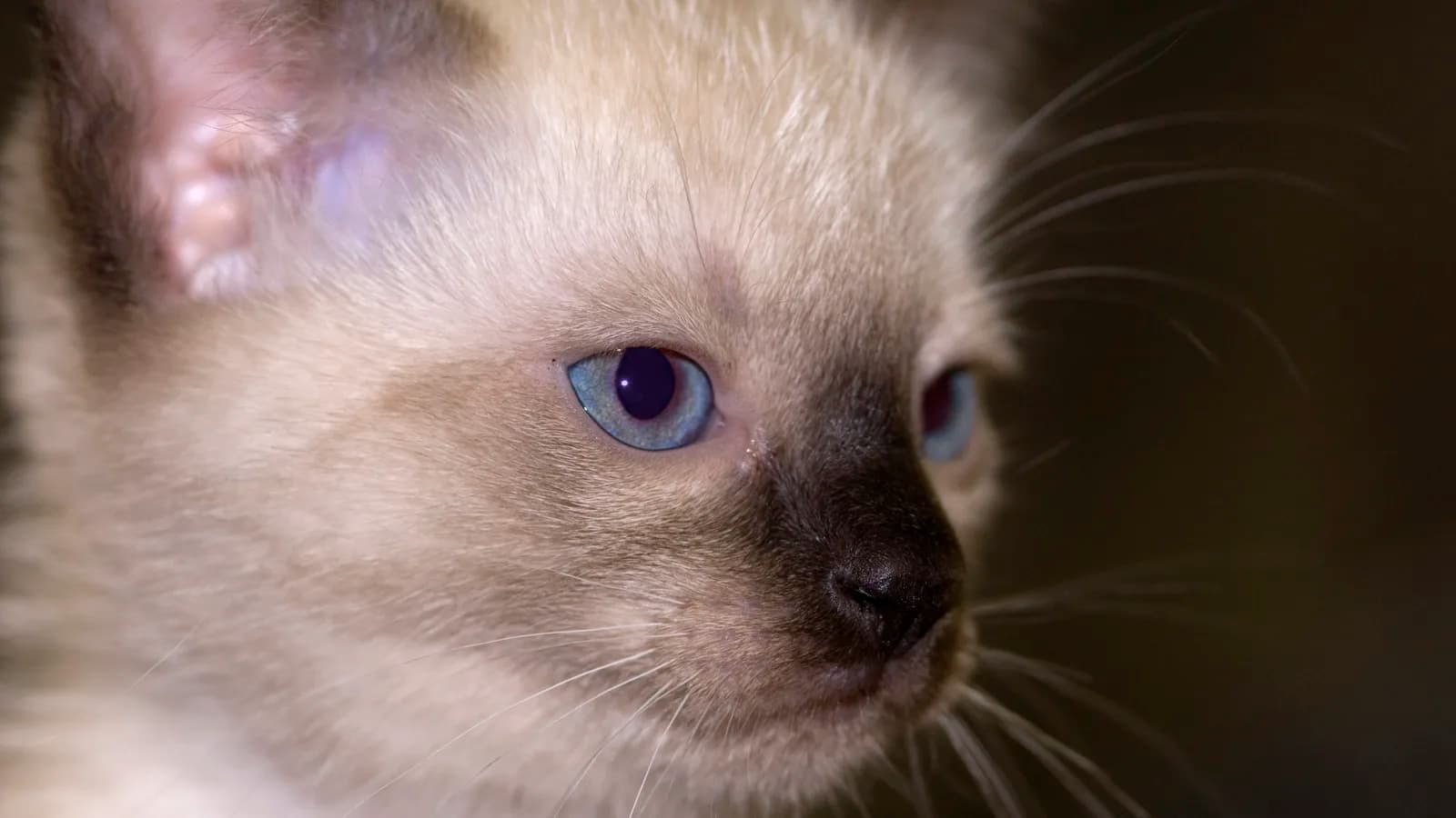 Extreme close-up of a seal point Thai kitten's face, striking blue eyes