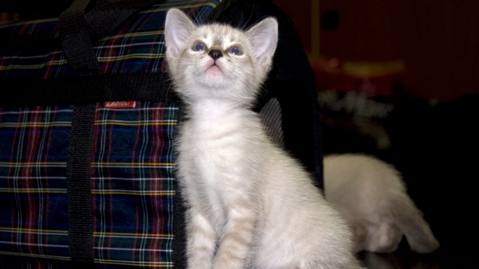 Tabby-point Thai kitten with the rounded modified wedge that separates the old style from the modern Siamese