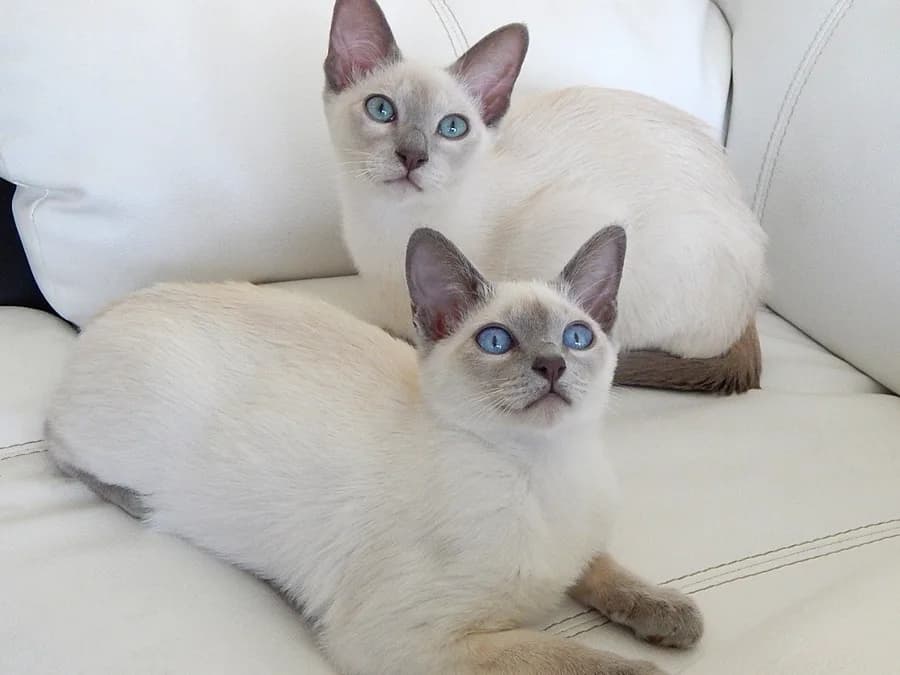 Two blue point Tonkinese kittens with blue eyes resting on a white couch
