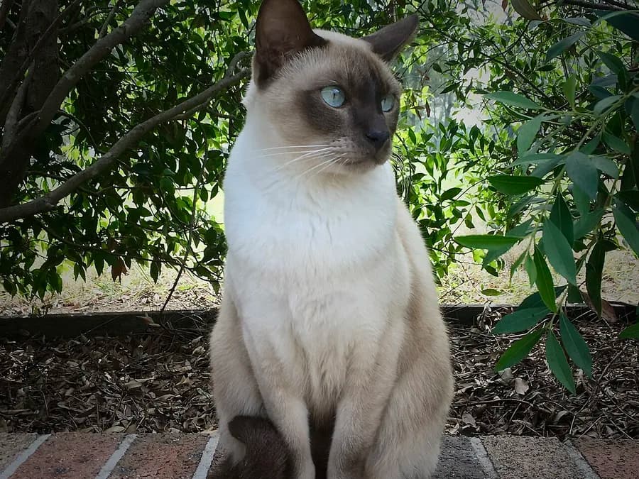 Pointed Tonkinese cat sitting outdoors under greenery, aqua eyes and a darker face mask