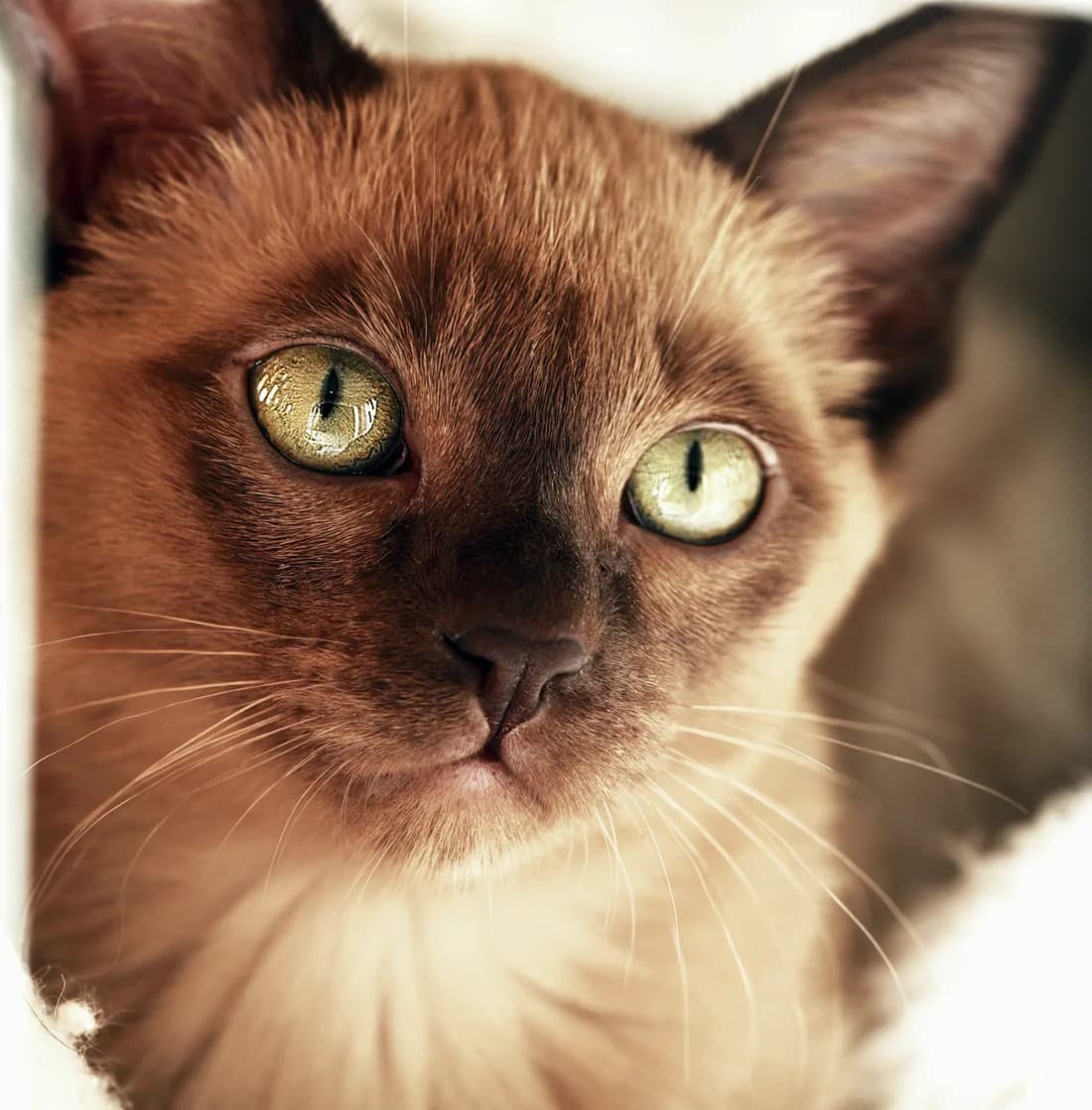 Close-up of a brown mink Tonkinese, aqua green eyes and a rounded wedge face