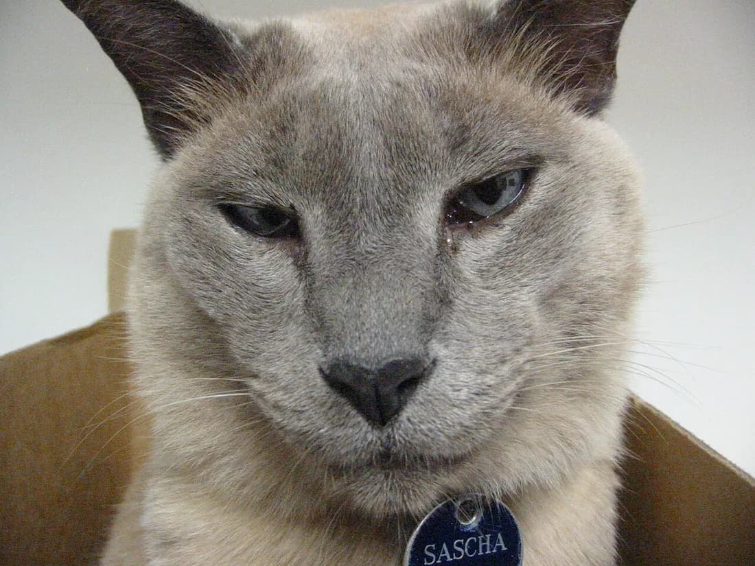 Blue Tonkinese cat close up wearing a name tag, looking down with sleepy eyes