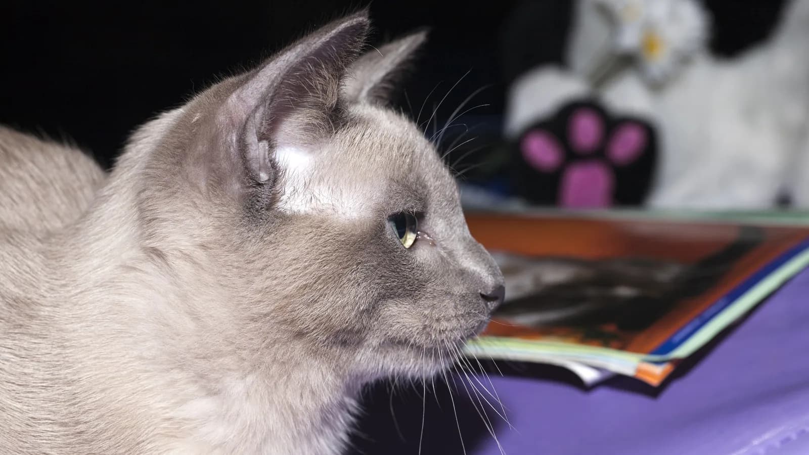 Tonkinese show cat with the mink coat and aqua eyes of the breed's signature pattern