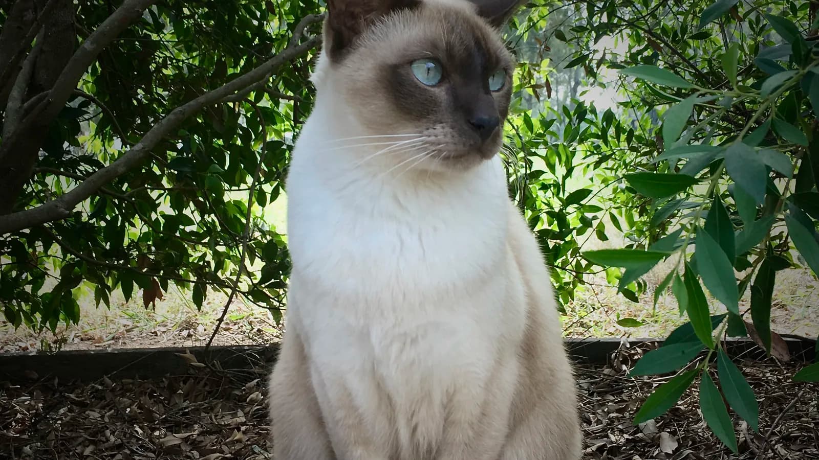 Tonkinese sitting outdoors, the deliberate middle of the fancy's most famous triangle