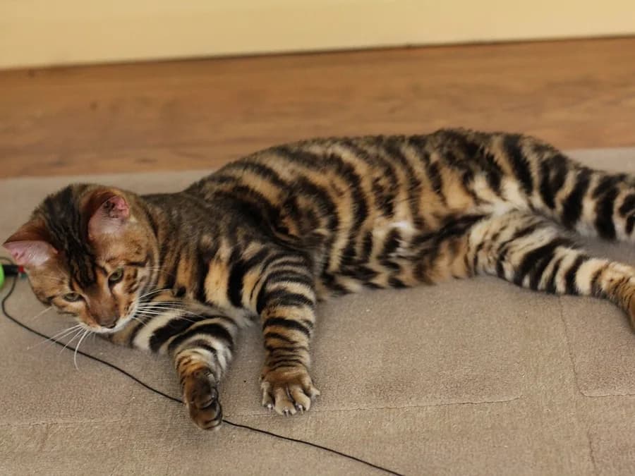 Striped Toyger stretched out on carpet, tiger like markings, playing with a toy