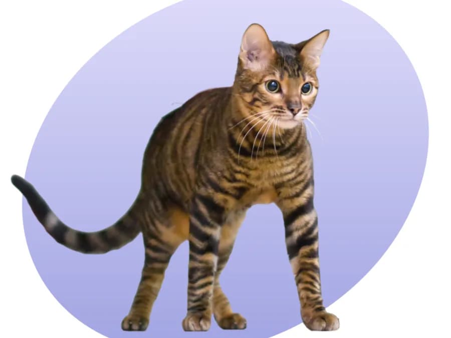 Toyger cat standing against a purple studio backdrop, its tiger-like striped coat visible