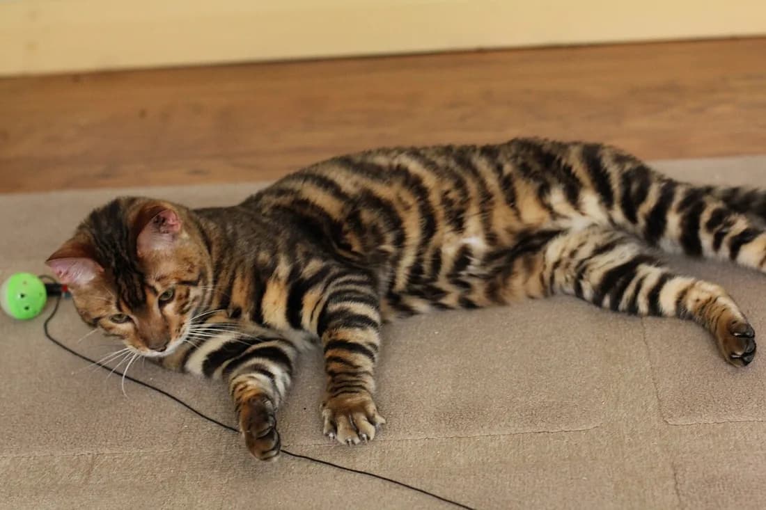 Toyger lying stretched out on carpet, bold dark tiger stripes over an orange coat