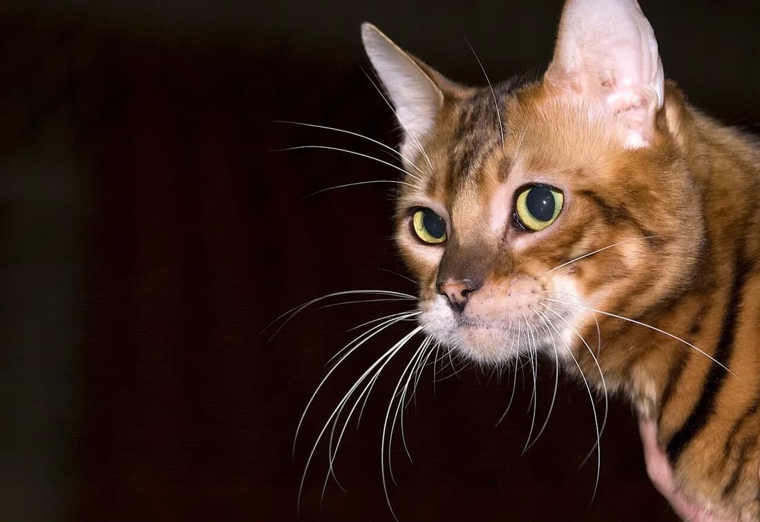 Close up of a Toyger's striped face and long whiskers against a dark background