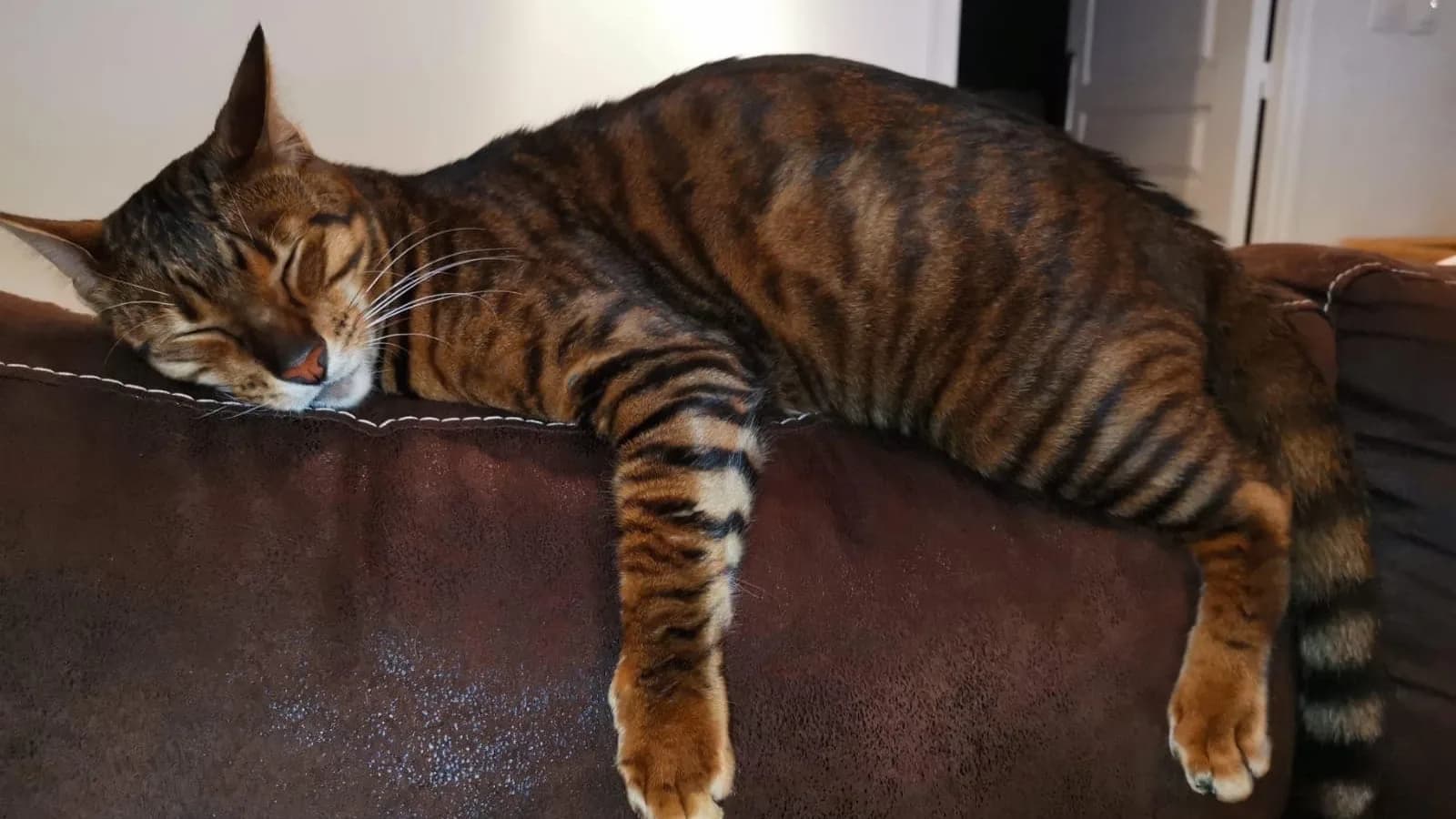 Striped Toyger asleep draped over the arm of a brown sofa, paws hanging down