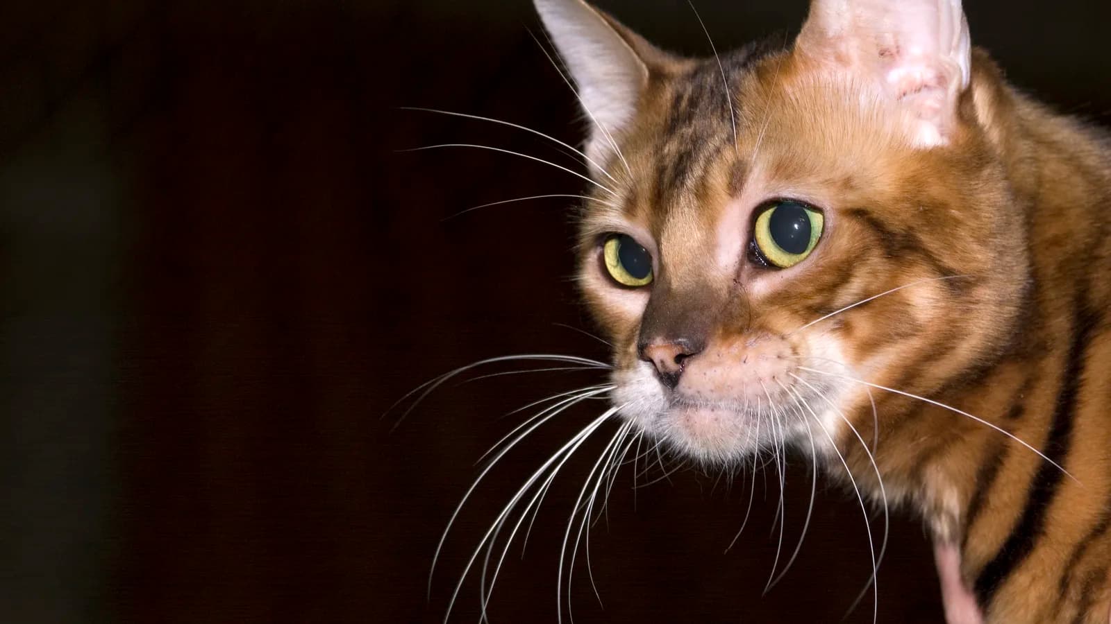 Toyger head study showing the circular tiger-style facial markings the breed was founded on