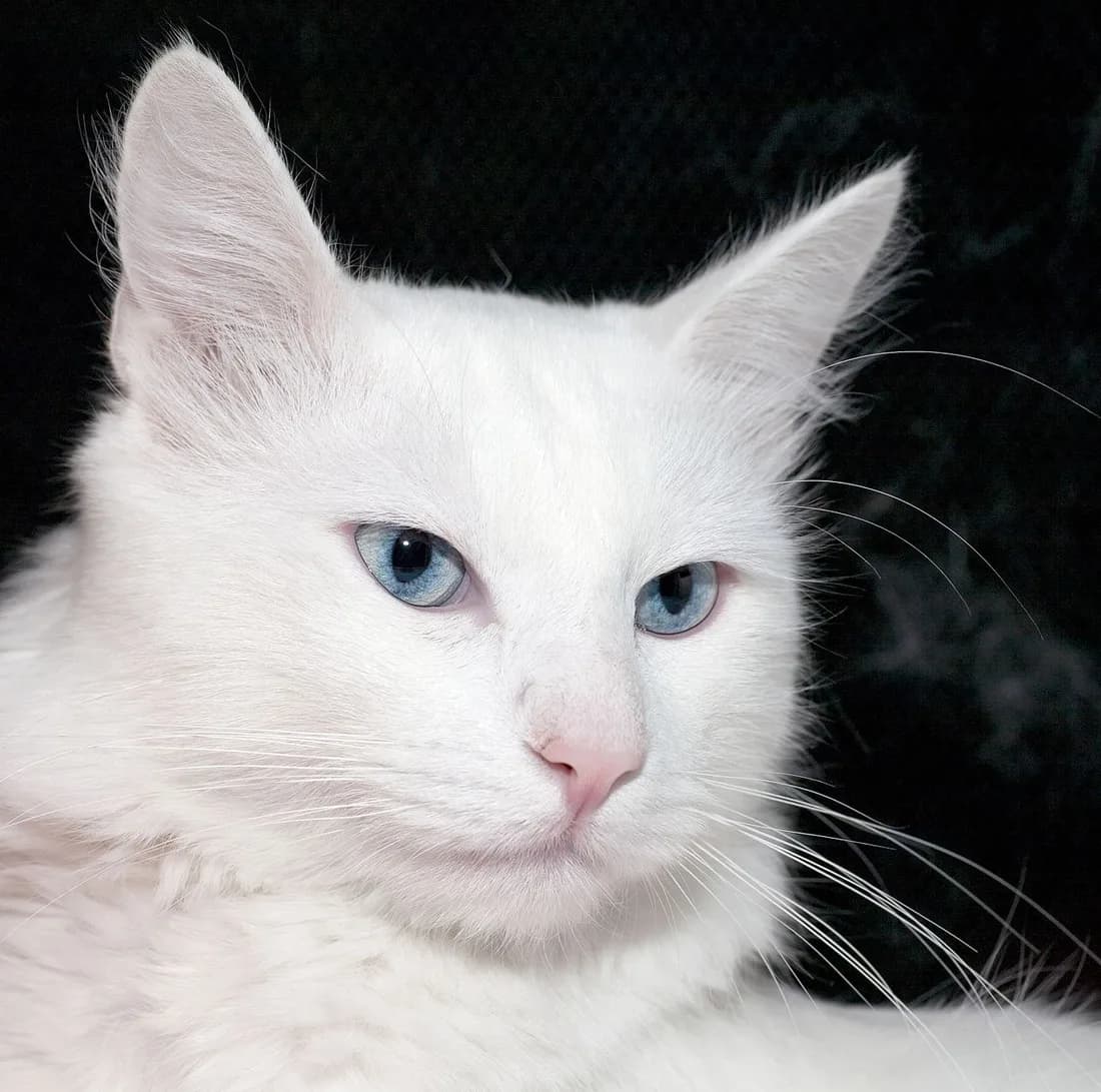 Blue-eyed white Turkish Angora head study, a European champion at a show