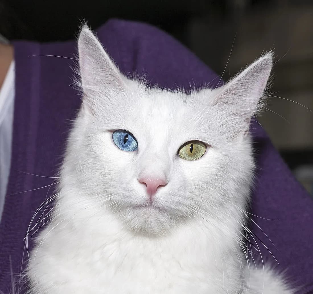 Odd-eyed white Turkish Angora, one blue and one amber eye, at a cat show