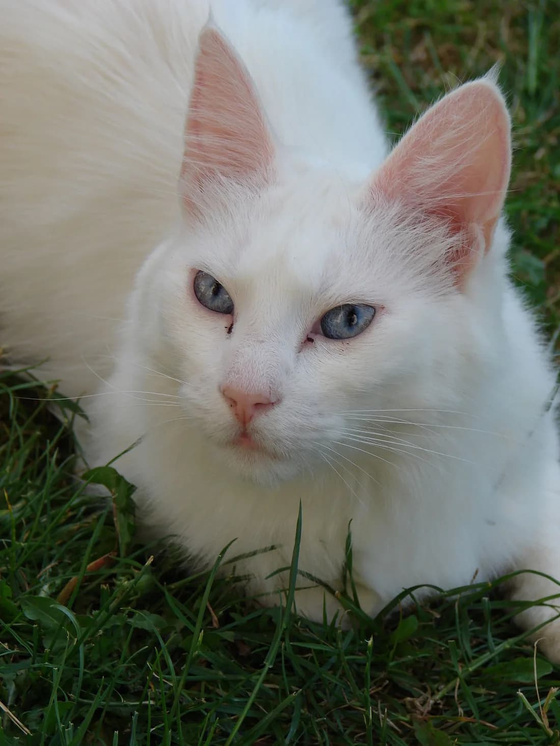 Blue-eyed white Turkish Angora resting on grass