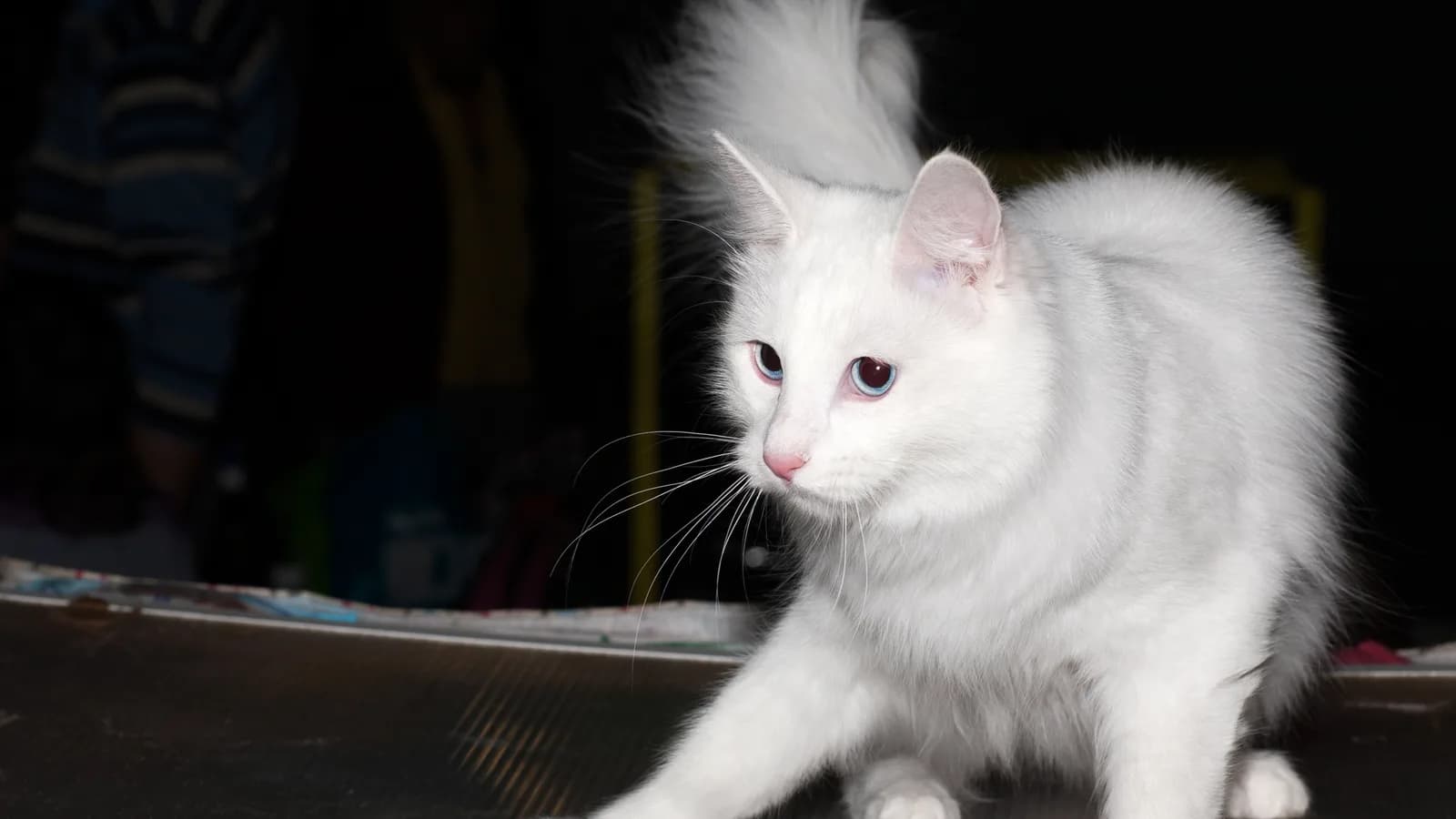 White Turkish Angora show cat in motion, the silky single coat and fine bones that earned the breed its ballerina comparison