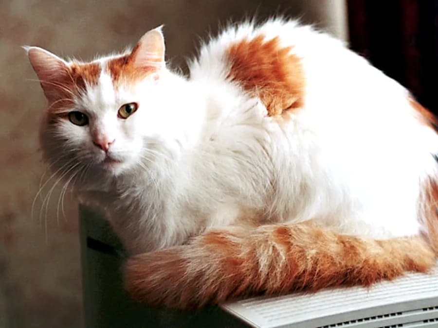 White Turkish Van cat with auburn markings on the head and tail, curled up resting