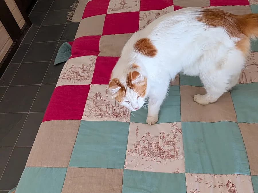 White Turkish Van with auburn head and tail markings, stepping onto a quilt