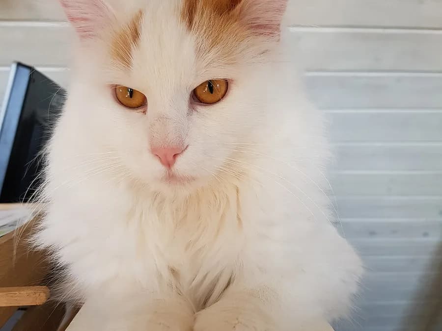 White Turkish Van cat with auburn van markings on its head, amber eyes, close-up