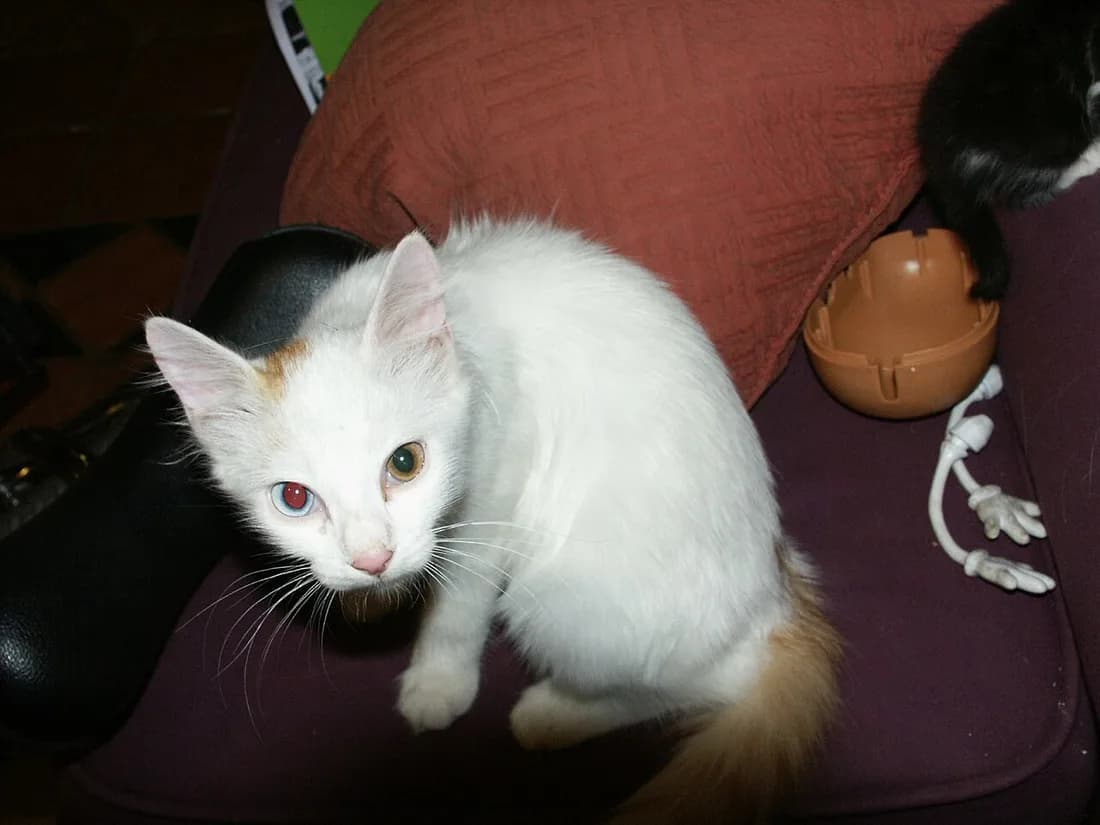 White Turkish Van kitten with one blue and one amber eye, auburn tail behind it