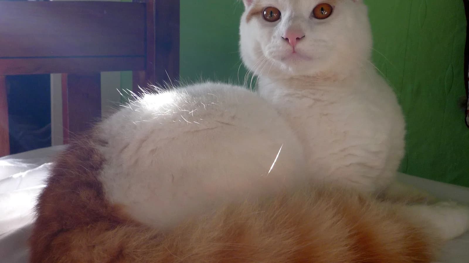 Turkish Van with auburn head markings and amber eyes, the full-chested swimmer of the Turkish breeds
