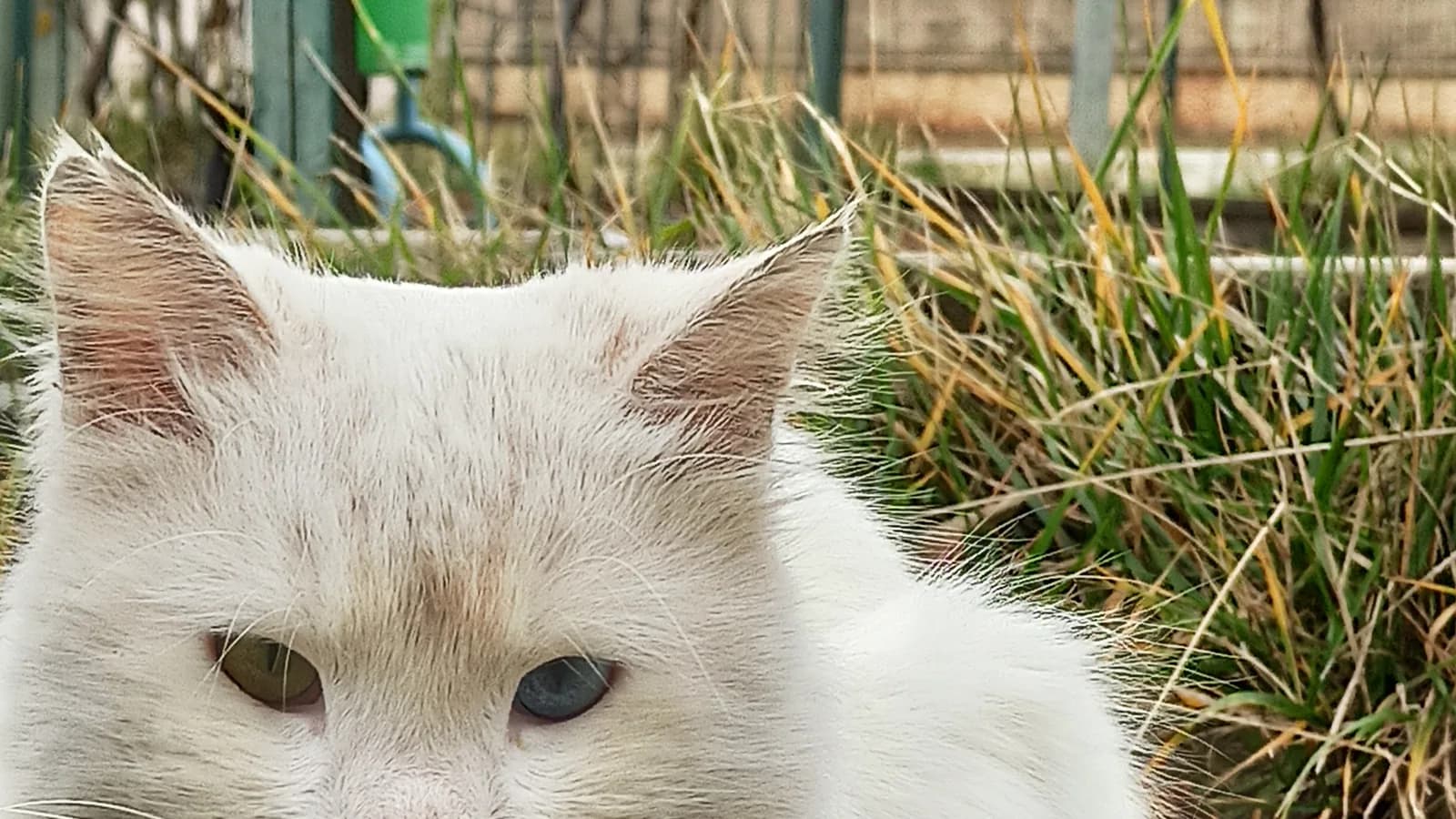 White Van cat with odd eyes, one amber and one blue, outdoors in the Van region of Turkey