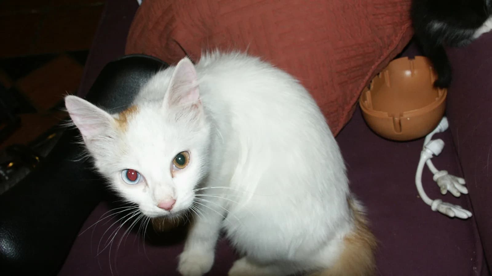 White cat with odd eyes, one blue and one amber: the eye-color signature GCCF registers in three Vankedisi classes
