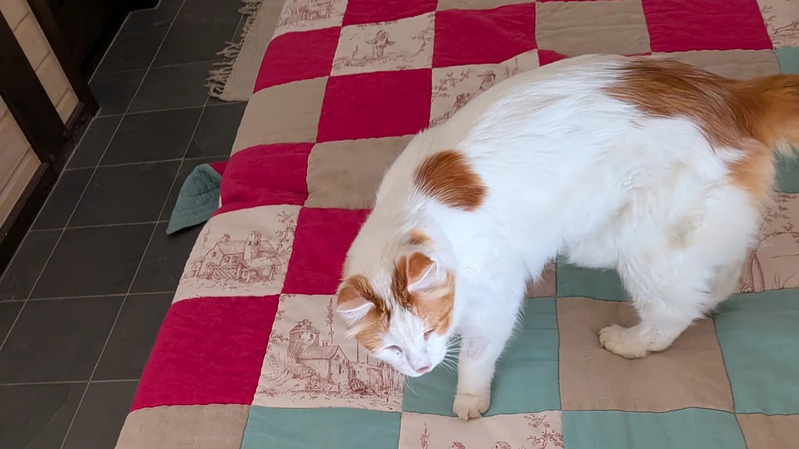 Turkish Van walking, the full-chested muscular frame the standards contrast with the Angora's ballerina build