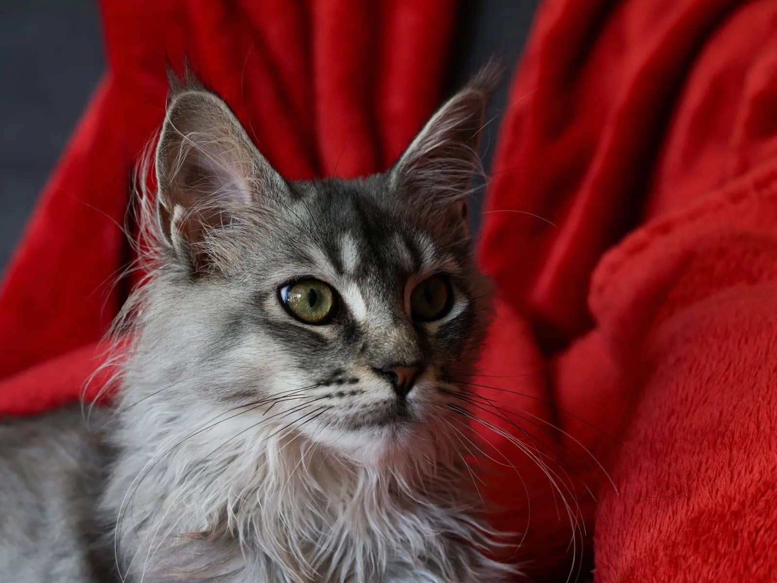 Gray Maine Coon with lynx-tipped ears and a full ruff: the scale the big domestic breeds carry