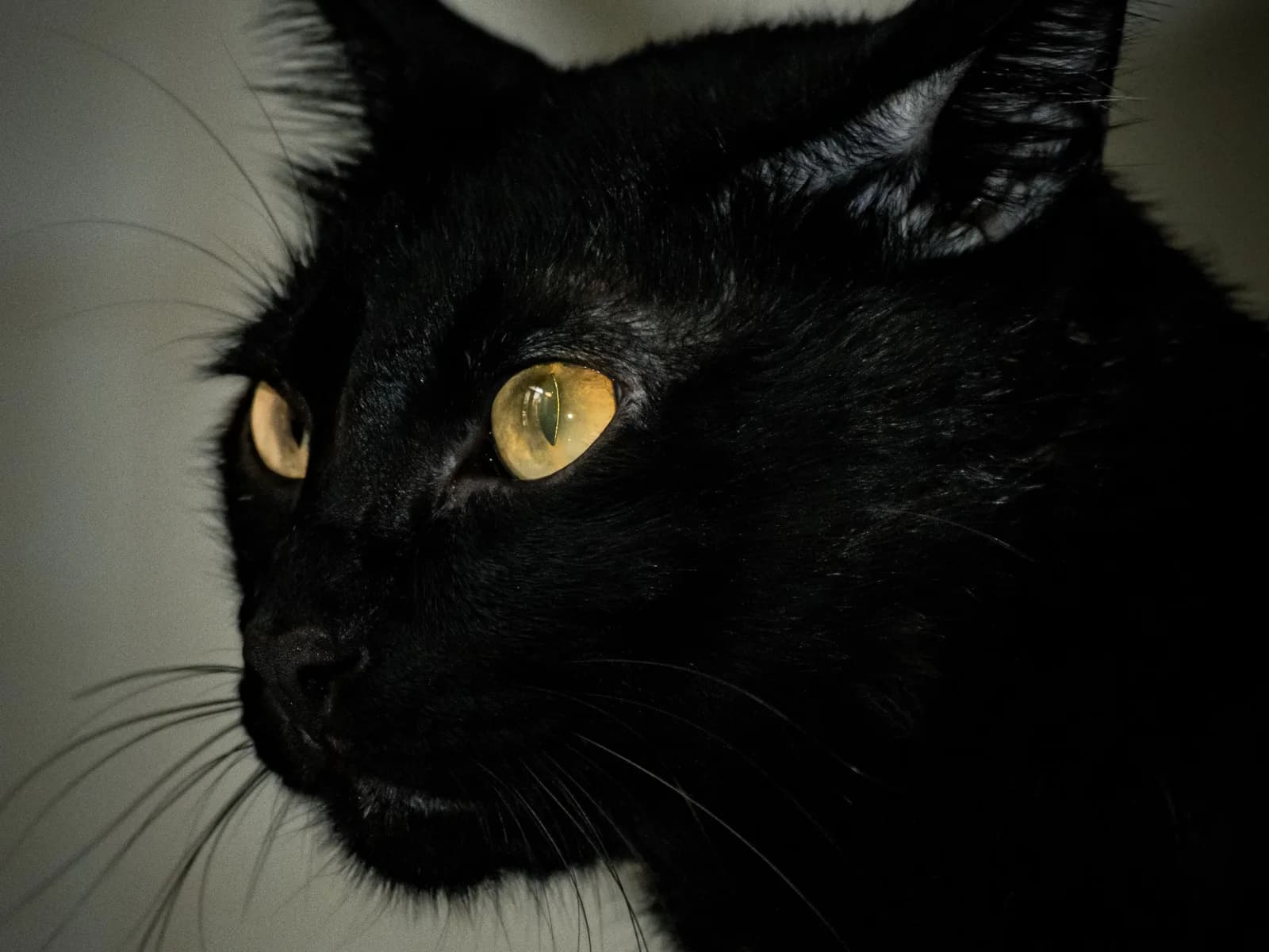 Solid black cat portrait in good light, the face reading clearly against the dark coat