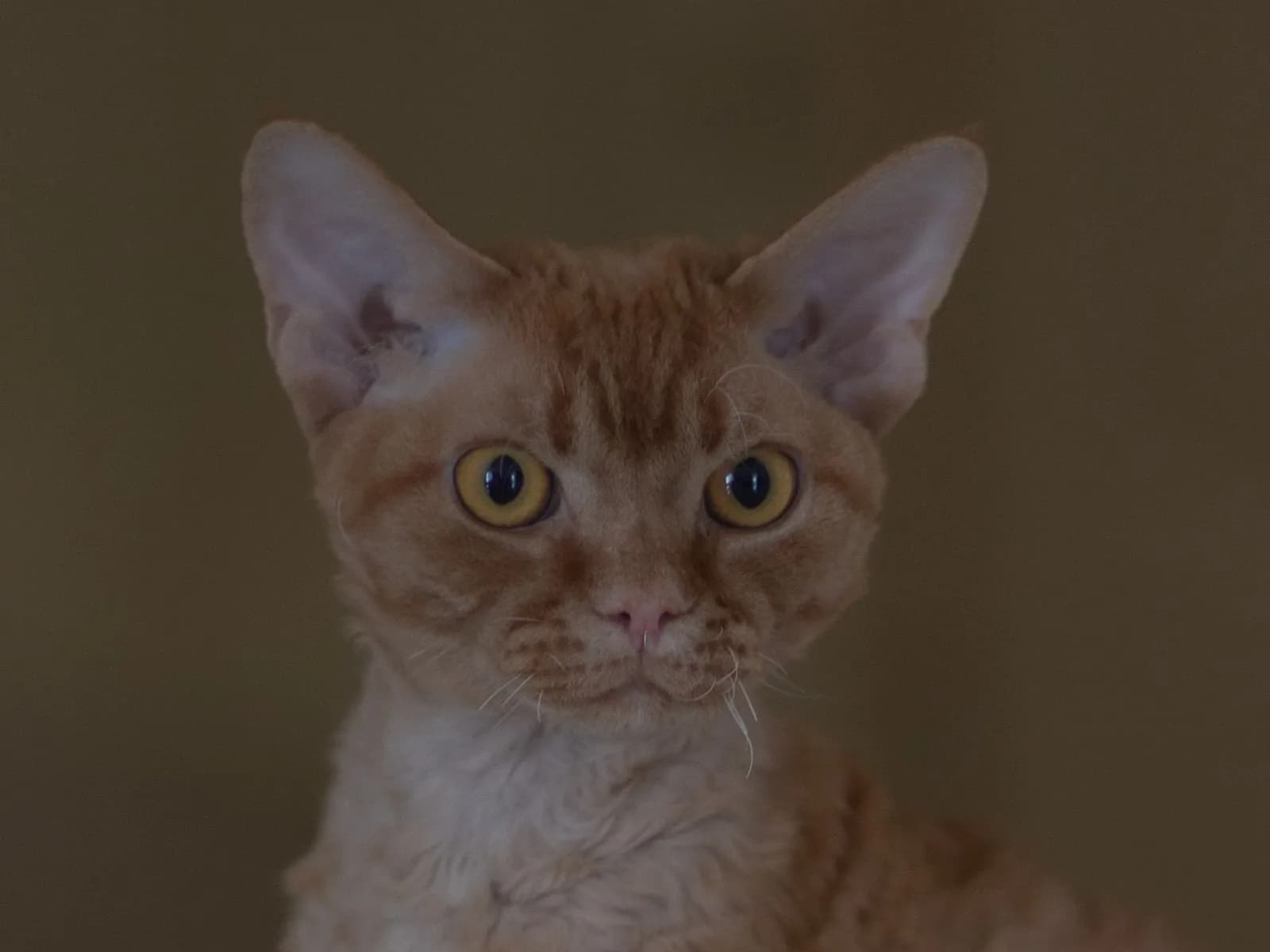 Ginger Devon Rex with the loose rex waves visible across the chest and shoulders
