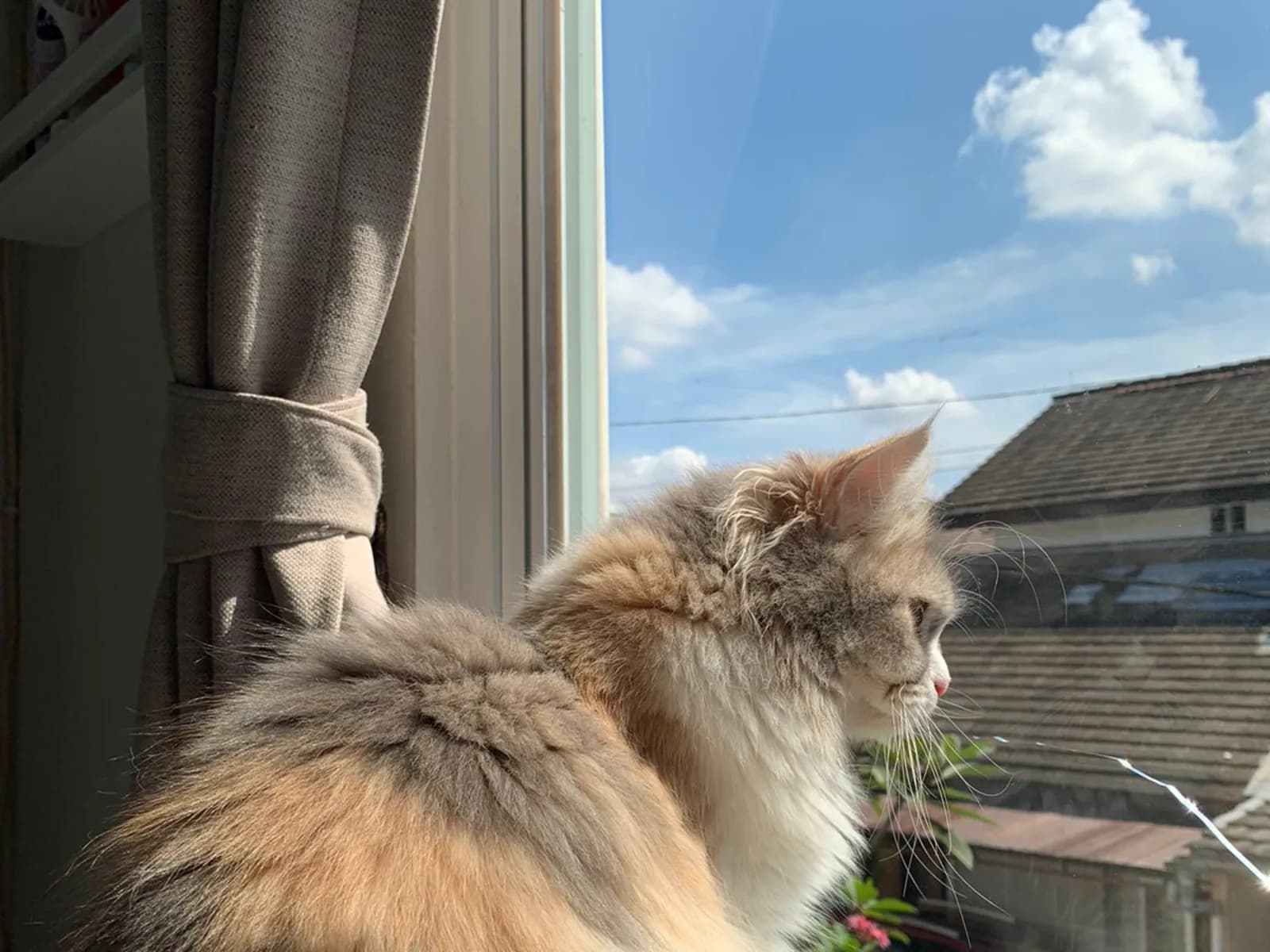 Dilute calico at a sunny window: grey and cream patches on white, the calico palette in pastel