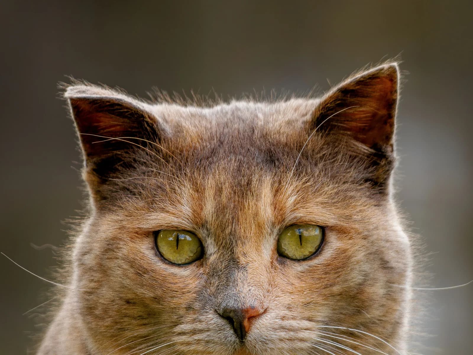 Dilute tortie face-on: the blue-cream weave, grey and cream where a classic tortie wears black and orange